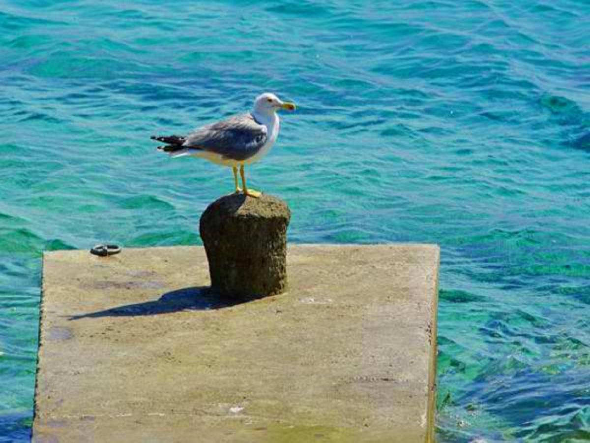 Villa Nova Vela Luka Bagian luar foto